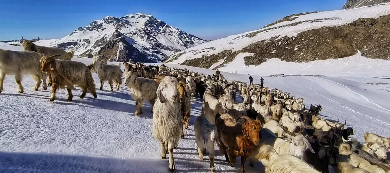 Himachal Pradesh: Over 2,000 Sheep and Goats Feared Buried Under Snow Himachal Pradesh: Over 2,000 Sheep and Goats Feared Buried Under Snow
