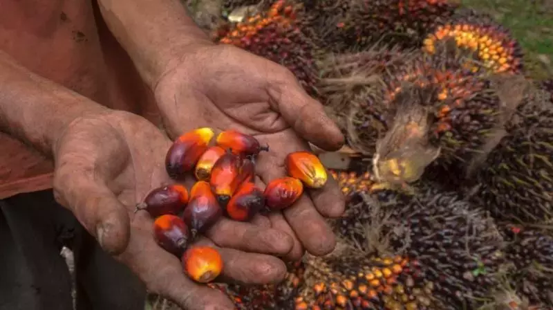 Nizamabad: Oil Palm Processing Factory Proposed at Lakkampally SEZ Nizamabad: Oil Palm Processing Factory Proposed at Lakkampally SEZ