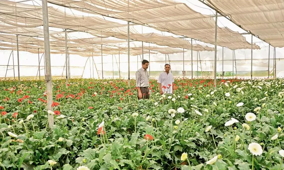 Nandyal Gets ₹986.63 Crore Horticulture Development Plan Nandyal Gets ₹986.63 Crore Horticulture Development Plan