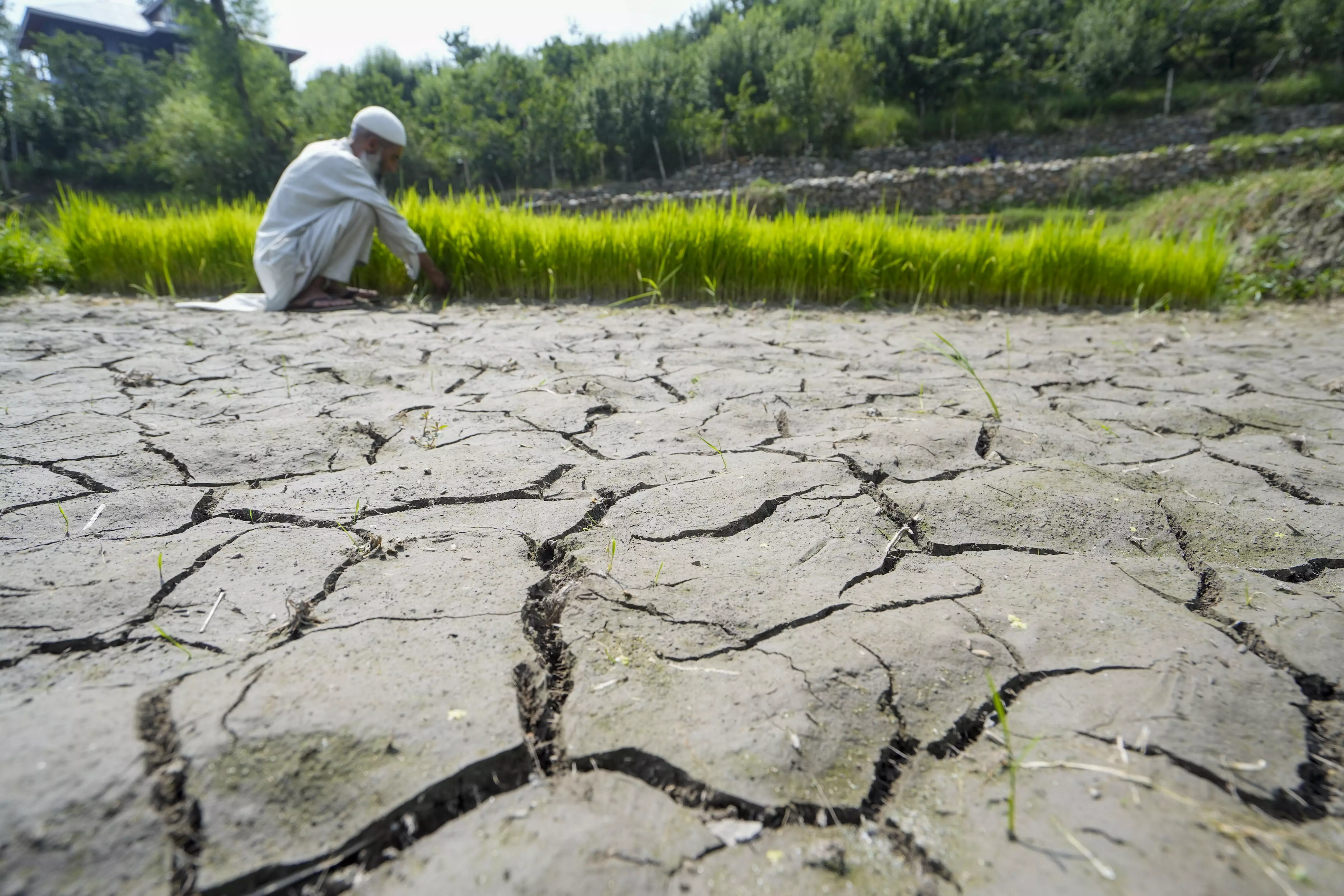 Hyderabad: Crop Stress Reports Emerge as Rabi Season Set to Pose Tough Challenge Hyderabad: Crop Stress Reports Emerge as Rabi Season Set to Pose Tough Challenge