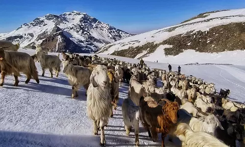 Himachal Pradesh: Over 2,000 Sheep and Goats Feared Buried Under Snow