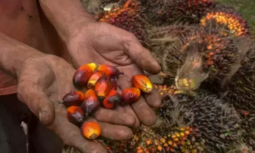 Nizamabad: Oil Palm Processing Factory Proposed at Lakkampally SEZ