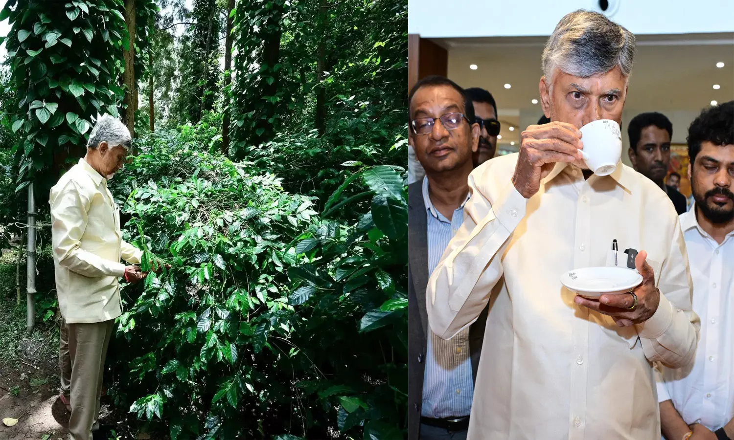 CM Naidu Aims To Transform Araku Into Premier Global Coffee Destination CM Naidu Aims To Transform Araku Into Premier Global Coffee Destination