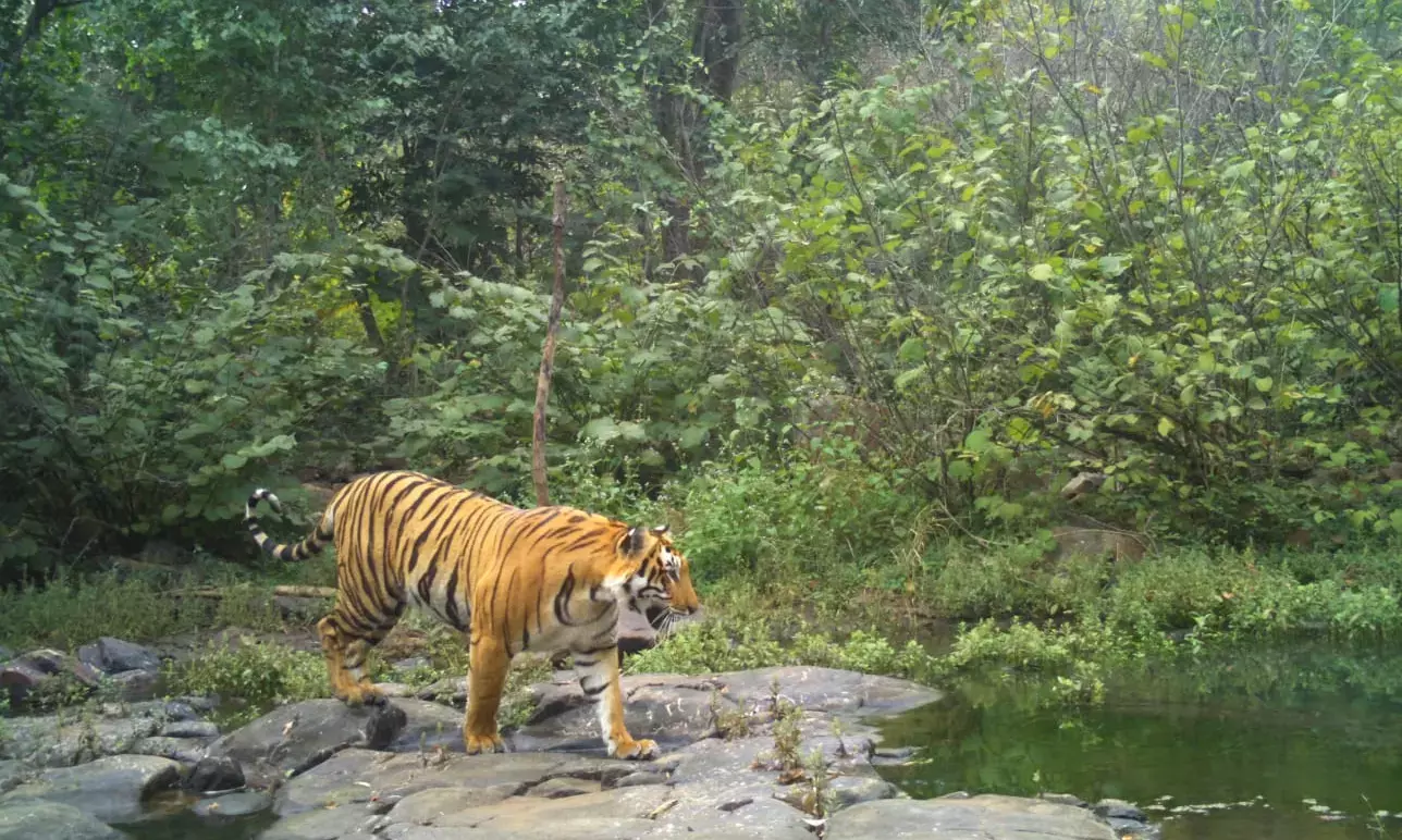 Amrabad Reopens For Wildlife Tourism Amrabad Reopens For Wildlife Tourism