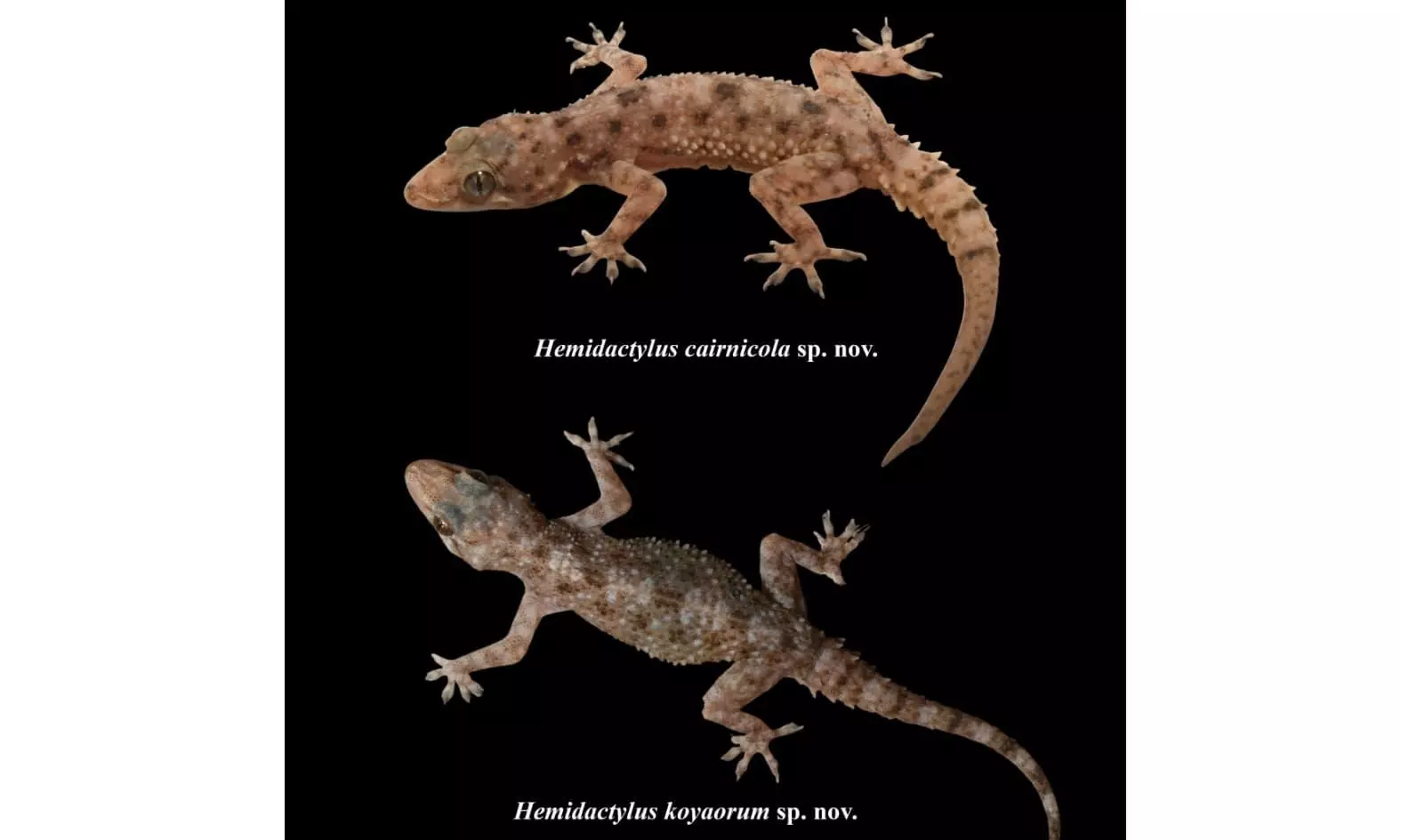 India’s Wildlife Science Moves from Discovery to Recovery — image 1