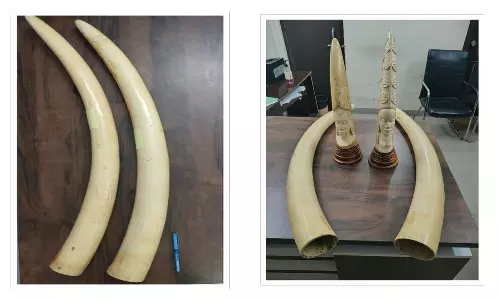 Hyderabad: DRI Seizes 4 Elephant Tusks, Ivory Articles Weighing 17Kg, 3 Held