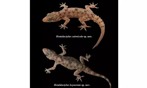 Two Gecko Species Discovered in Telangana Two Gecko Species Discovered in Telangana