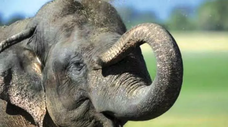 Villagers Panic As Stray Jumbo Ambles Across Roads In Gudalur Villagers Panic As Stray Jumbo Ambles Across Roads In Gudalur