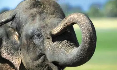 Villagers Panic As Stray Jumbo Ambles Across Roads In Gudalur Villagers Panic As Stray Jumbo Ambles Across Roads In Gudalur