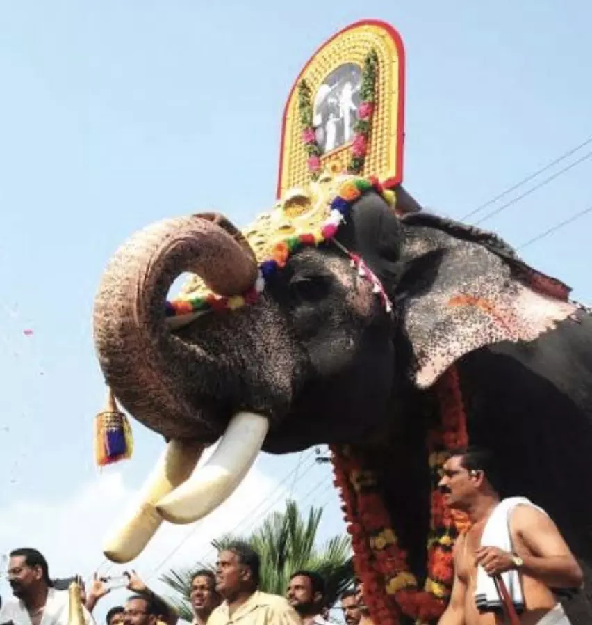 Temple Elephant Attacks Mahout At Tiruchanoor Temple Elephant Attacks Mahout At Tiruchanoor