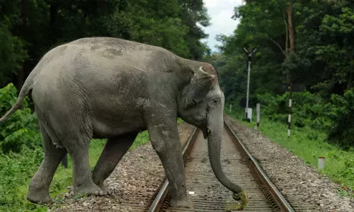 Over 250 Elephants Saved From Collisions With Trains Under NFR Limits