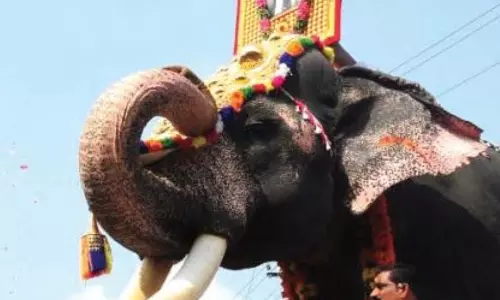 Temple Elephant Attacks Mahout At Tiruchanoor