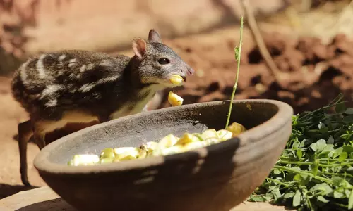 Six To 556: Mouse Deer Thrive At Hyderabad Zoo Six To 556: Mouse Deer Thrive At Hyderabad Zoo