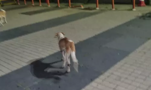 Second Campus Dog Death at IIT-H Sparks Probe Second Campus Dog Death at IIT-H Sparks Probe