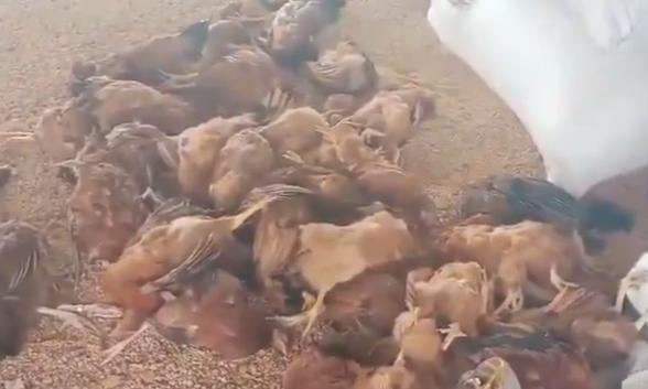 Bird Flu Kills 2,500 Hens at Anantapur Poultry Farm