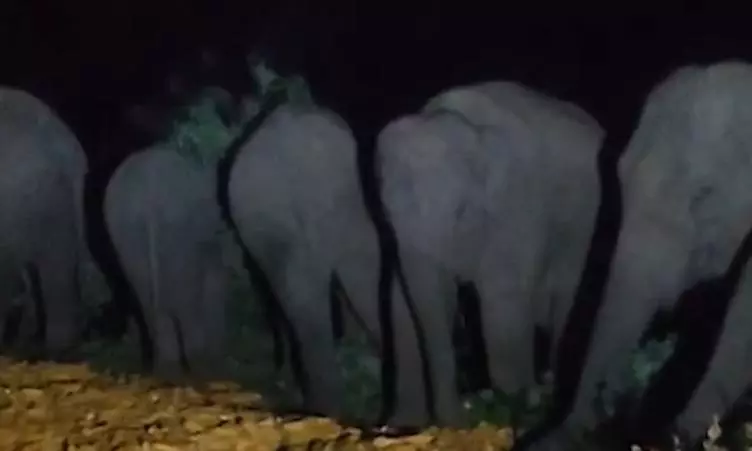 Parvathipuram Manyam: Herd of 8 Elephants Damage Maize Crop
