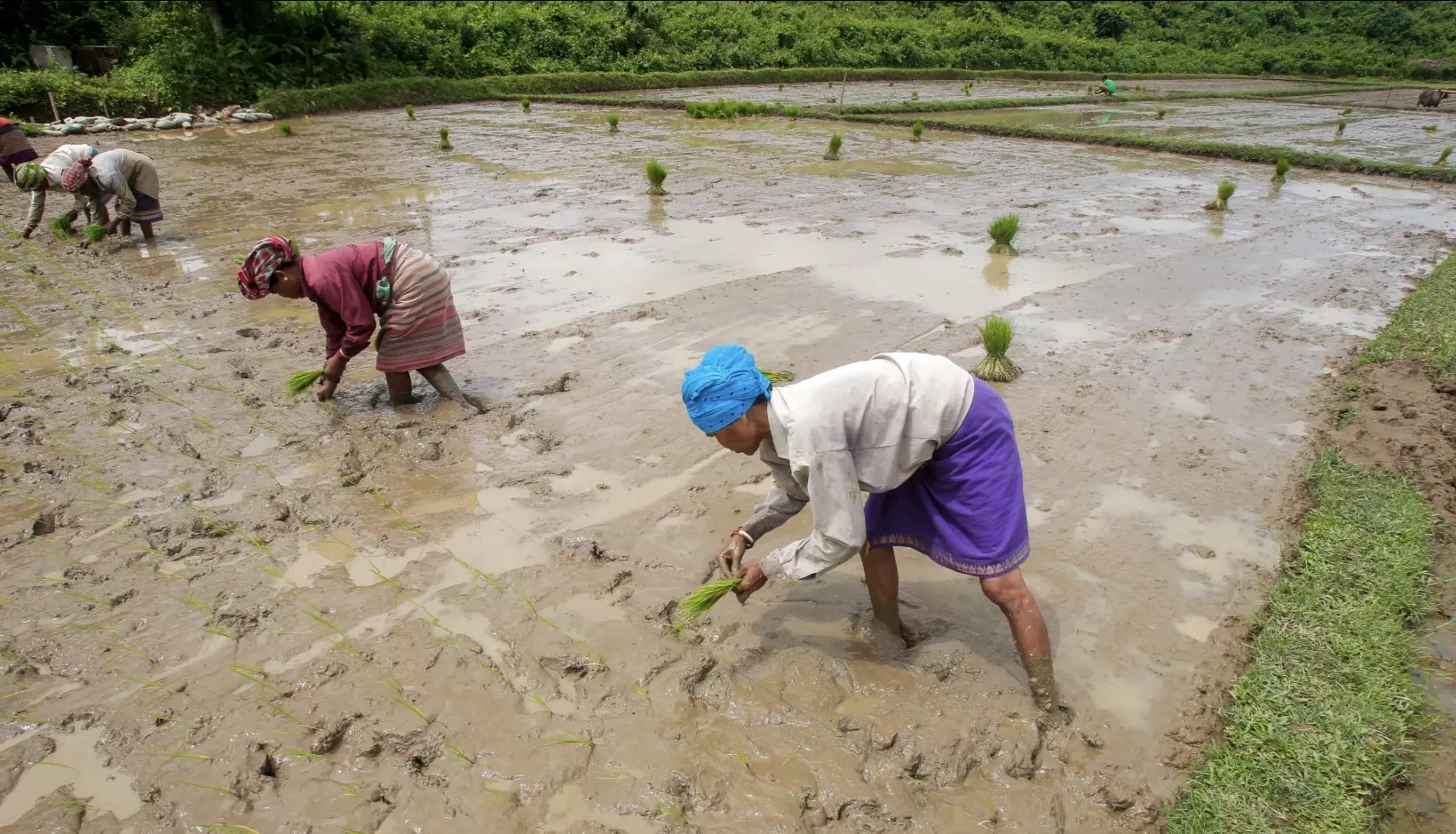 El Nino Looms Large Over Rabi Season El Nino Looms Large Over Rabi Season