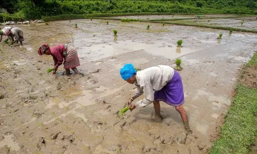 El Nino Looms Large Over Rabi Season El Nino Looms Large Over Rabi Season