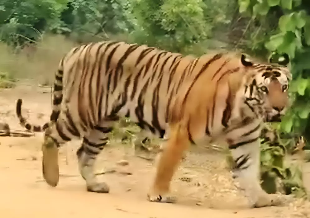 Tiger Strays Into Plain Areas From Forest Tiger Strays Into Plain Areas From Forest