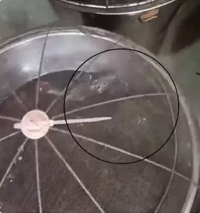 Bhiwandi: Live Rat in Gulab Jamun Container; FDA Stops Business of Shop Bhiwandi: Live Rat in Gulab Jamun Container; FDA Stops Business of Shop
