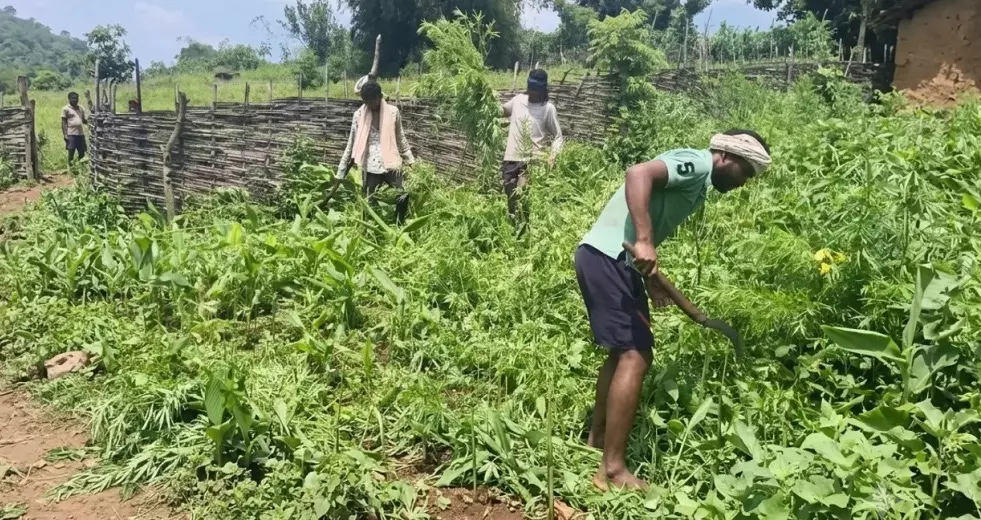 Malkangiri Villagers Destroy Cannabis Crop, Seek Government Support For Livelihood Malkangiri Villagers Destroy Cannabis Crop, Seek Government Support For Livelihood