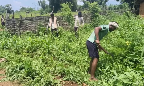 Malkangiri Villagers Destroy Cannabis Crop, Seek Government Support For Livelihood Malkangiri Villagers Destroy Cannabis Crop, Seek Government Support For Livelihood
