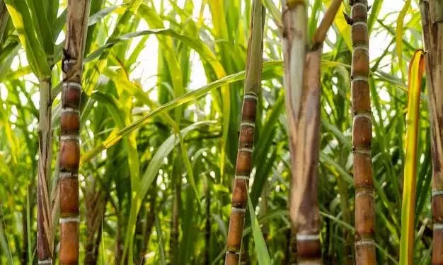 Chhattisgarh Raises Sugarcane Procurement Price to ₹425 per Quintal