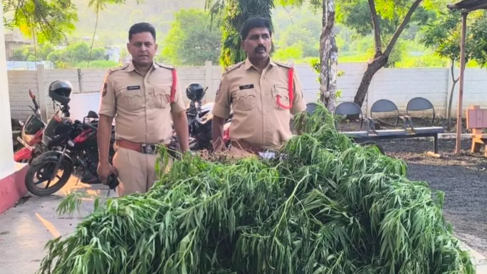 Adilabad Police Step Up Ganja Surveillance, Welfare Benefits Halted For 150 Acres Adilabad Police Step Up Ganja Surveillance, Welfare Benefits Halted For 150 Acres