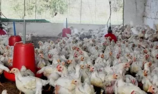 Deaths Of Crows, Poultry Trigger Bird Flu Scare In Anantapur District Deaths Of Crows, Poultry Trigger Bird Flu Scare In Anantapur District