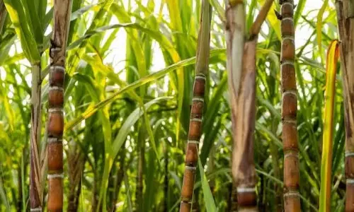 Chhattisgarh CM Sai Raises Sugarcane Procurement Price To ₹425 Per Quintal