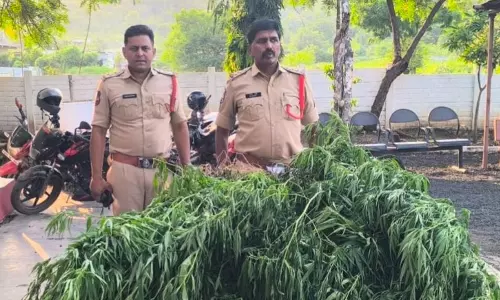 Adilabad Police Step Up Ganja Surveillance, Welfare Benefits Halted For 150 Acres