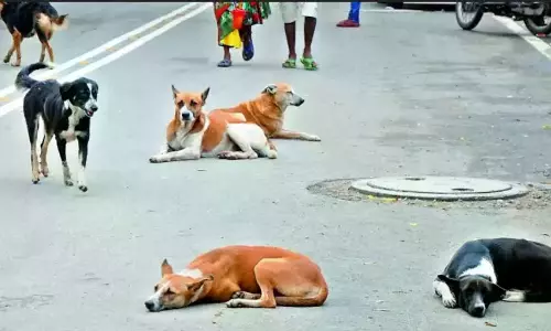 Five-Year-Old Boy Grievously Injured In Stray Dog Attack In Indravelli
