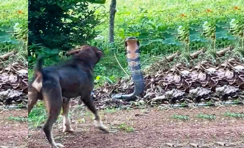Farm Dog Kalia Faces Down 15-Foot King Cobra