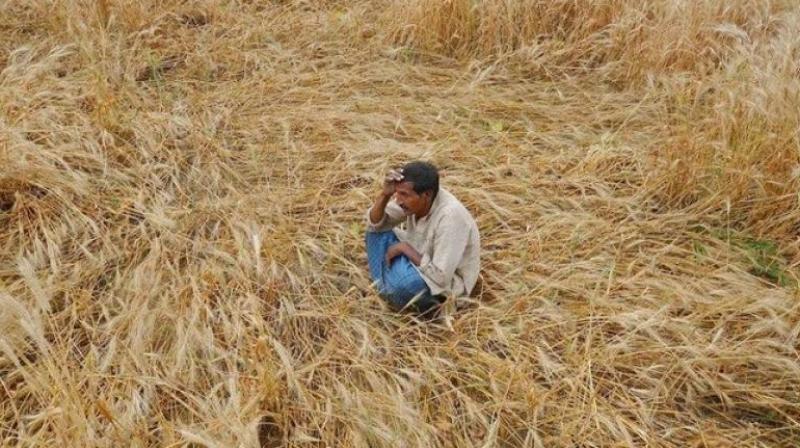Maharashtra Plans Months of Drought Relief as Crop Losses Mount
