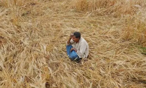 Crop Losses Mount As Maharashtra Prepares Drought Relief Plan Crop Losses Mount As Maharashtra Prepares Drought Relief Plan