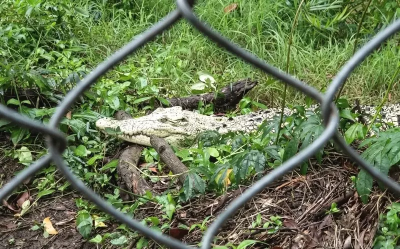 White Crocodile Sweta’s Seven-year Isolation Sparks Calls For Release Into Odisha River White Crocodile Sweta’s Seven-year Isolation Sparks Calls For Release Into Odisha River