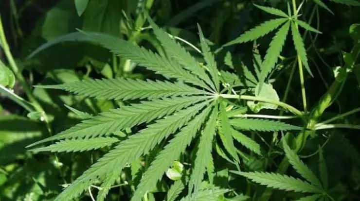 No Illegal Ganja Cultivation Detected In ASR District In 2025-26 No Illegal Ganja Cultivation Detected In ASR District In 2025-26