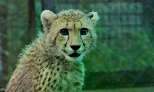 Cheetah Cub Dies In Kuno, Wild Cat Count Falls To 59