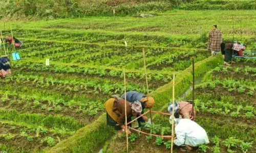 Jharkhand PRADAN, MSSRF Teams Study Natural Farming Practices in AP Jharkhand PRADAN, MSSRF Teams Study Natural Farming Practices in AP