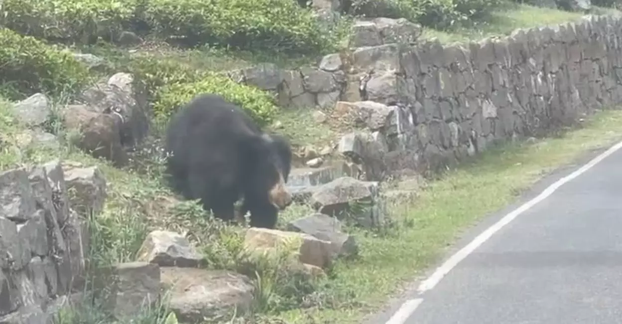 Stray Bear Giving Nightmares To Kotagiri Town Residents Stray Bear Giving Nightmares To Kotagiri Town Residents