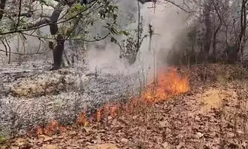 Drought Raises Forest Fire Threat in Telangana; Dept Mulls Helicopter Procurement To Battle Blazes