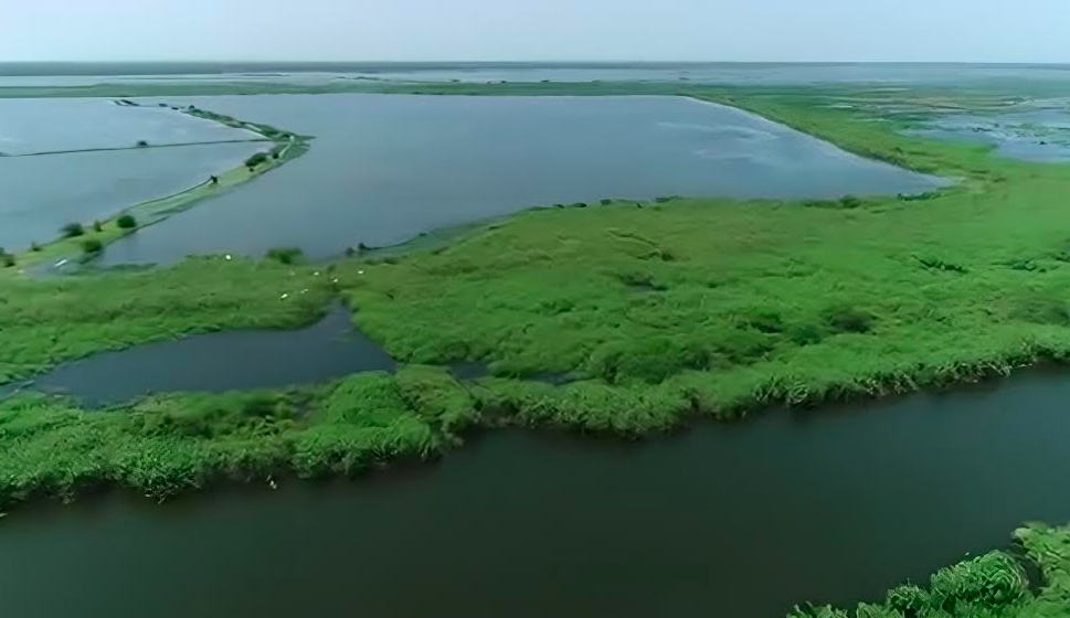 Greens Concerned Over Lack Of Steps To Protect Kolleru Lake