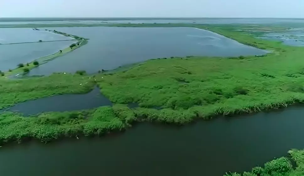 Greens Concerned Over Lack Of Steps To Protect Kolleru Lake Greens Concerned Over Lack Of Steps To Protect Kolleru Lake