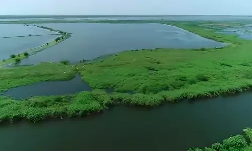 Greens Concerned Over Lack Of Steps To Protect Kolleru Lake