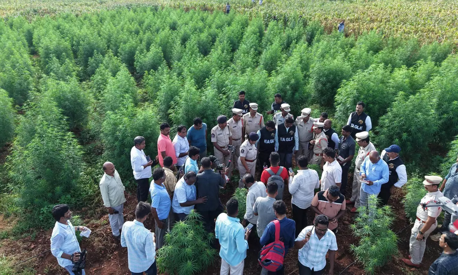 Nellore Police Bust Ganja Cultivation In Maize Field, 6 Held Nellore Police Bust Ganja Cultivation In Maize Field, 6 Held