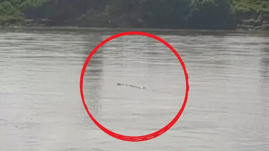Elderly Man Feared Dragged Away By Crocodile In Odisha River Elderly Man Feared Dragged Away By Crocodile In Odisha River