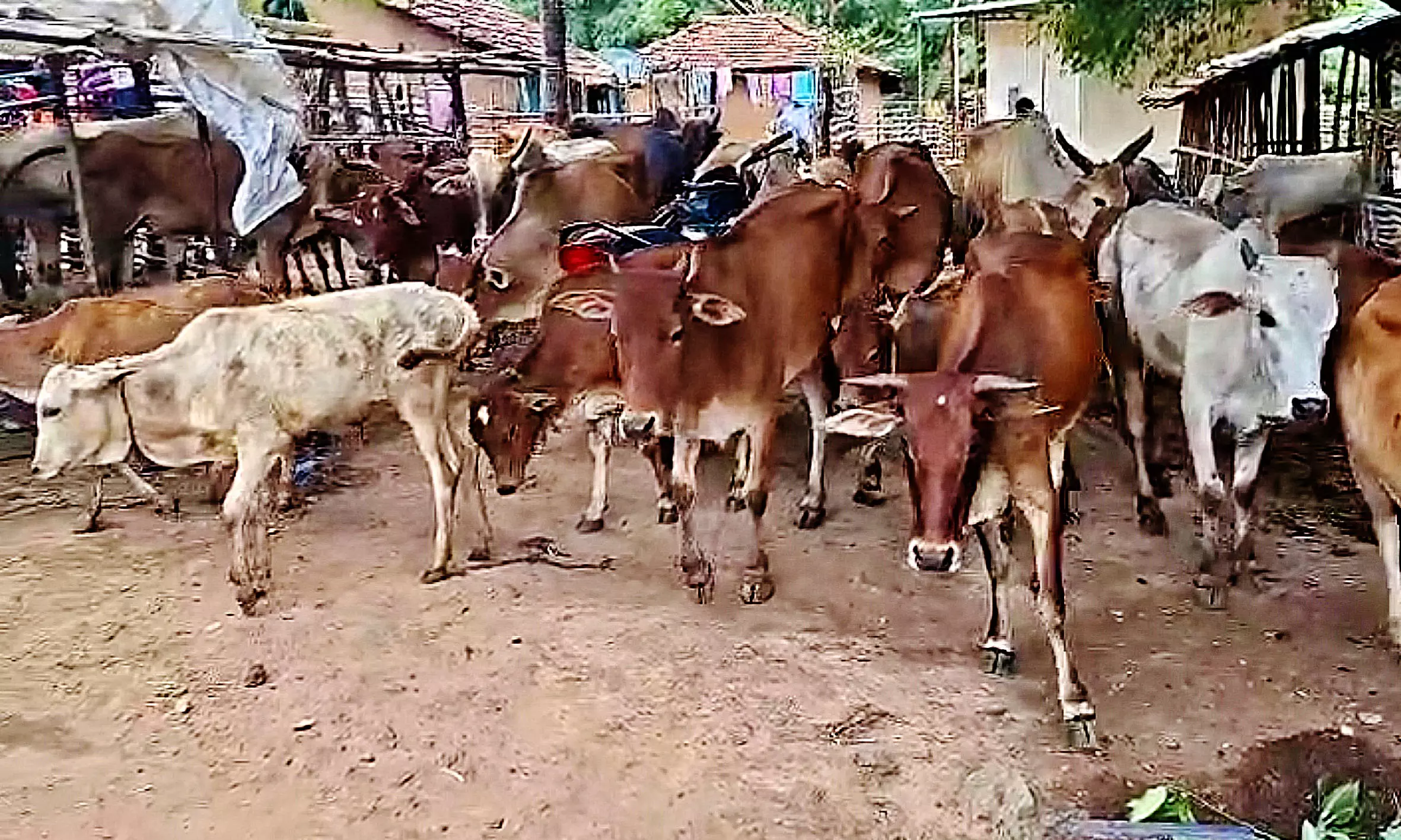 Anakapalle Tribal Farmers Plough Parched Fields, Seek Drought Relief