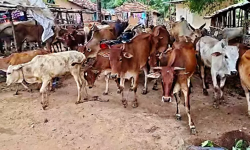 Anakapalle Tribal Farmers Plough Parched Fields, Seek Drought Relief