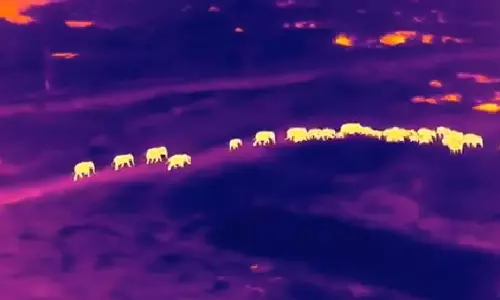 Thermal Camera Captures Elephants Moving Through Odisha Forest Under Cover of Darkness Thermal Camera Captures Elephants Moving Through Odisha Forest Under Cover of Darkness