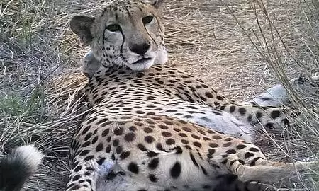 Madhya Pradesh: No Breeding At Gandhi Sagar Leaves Cheetah Experts Puzzled Madhya Pradesh: No Breeding At Gandhi Sagar Leaves Cheetah Experts Puzzled